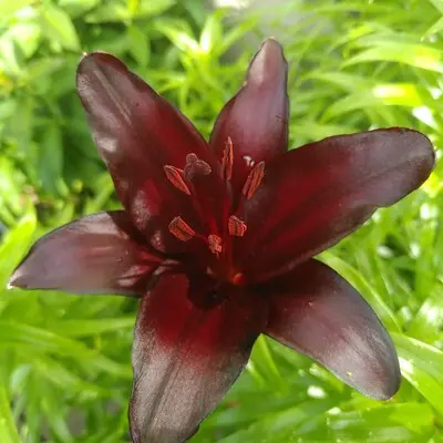 Profilbild för Irene