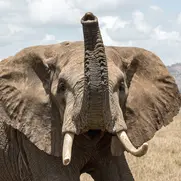 Profilbild för Elias Mårtenson